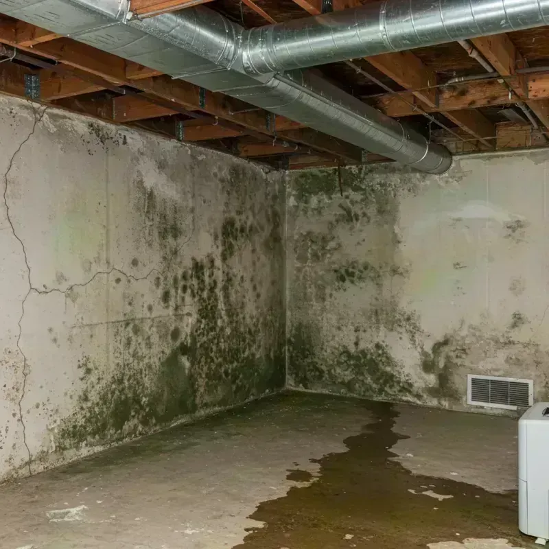 Professional Mold Removal in Gregory, TX